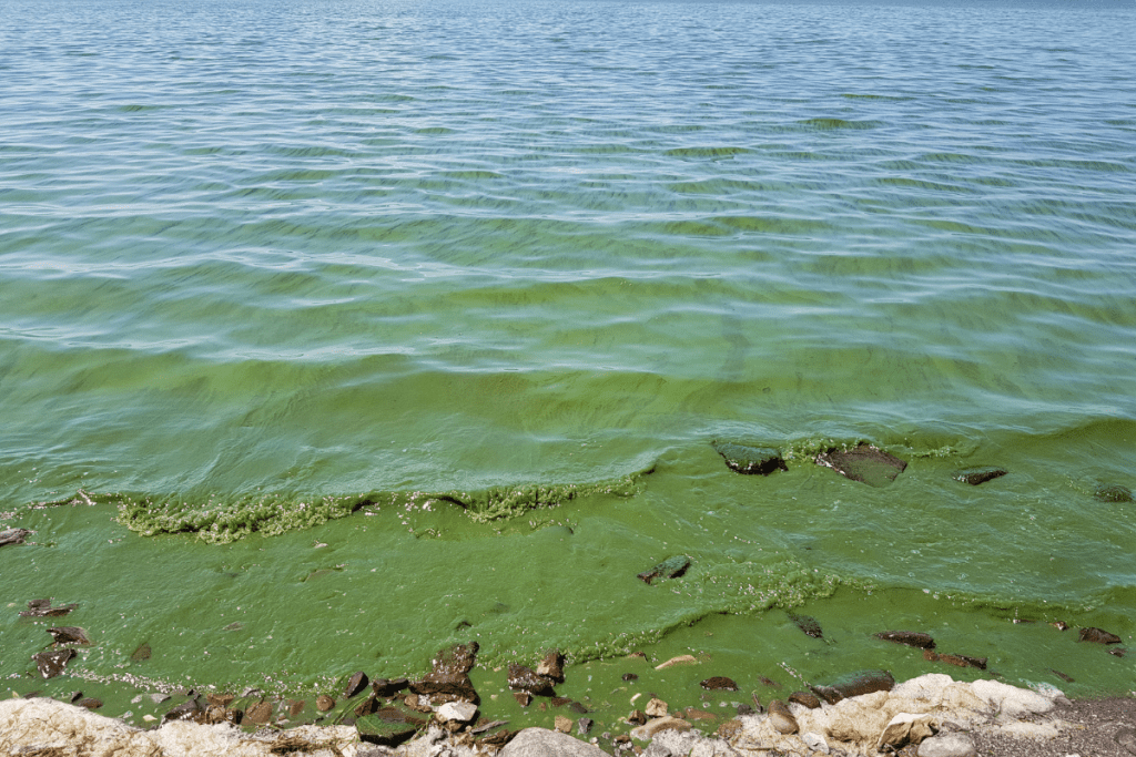 This report on analysing the economic impact of harmful and nuisance algal blooms (HNABs) on the Australian water industry is the first effort in two decades to estimate their economic impact...