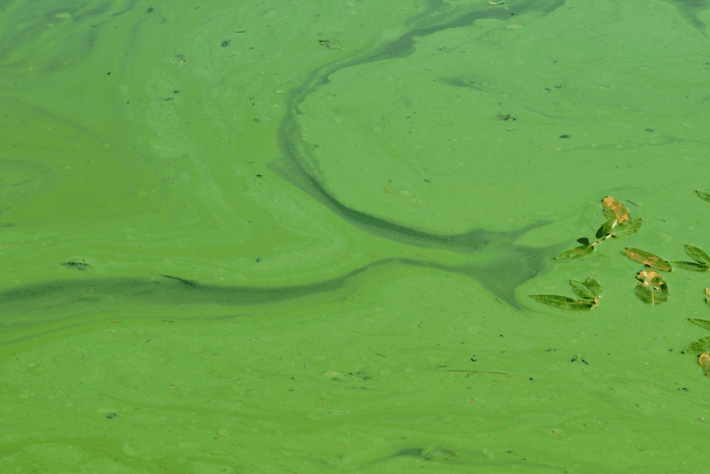 Blue-green algae are a nuisance, especially when they bloom and grow to high numbers in water storages and reservoirs...