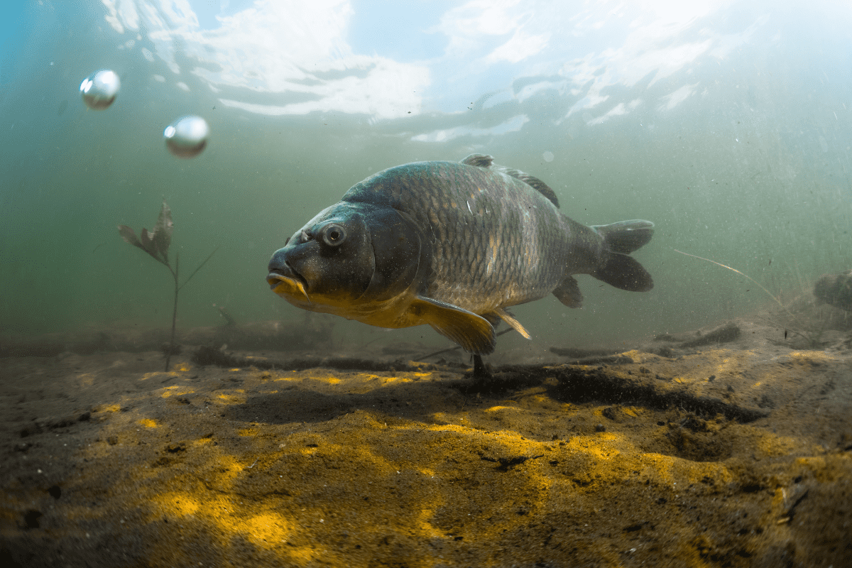National Carp Control Program: Risks, costs and water industry