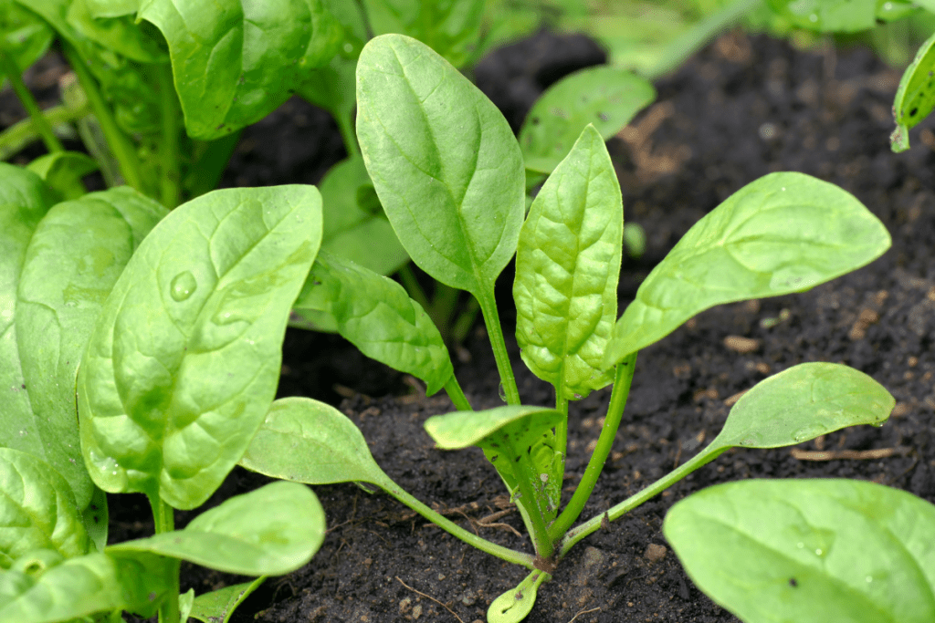 This study examined seedling emergence and early development growth responses of Spinacia oleracea L. (spinach) in per and polyfluoroalkyl substances (PFAS) contaminated soil...