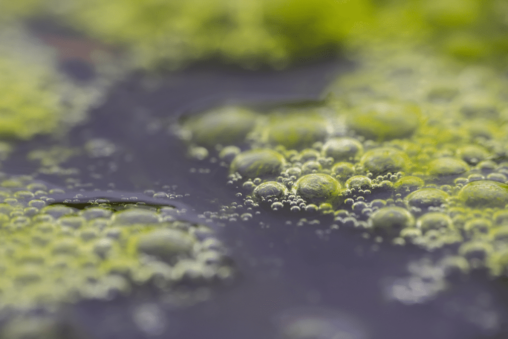 Algal and cyanobacterial blooms incur current treatment challenges such as high operational cost, disinfectant by-product formation, and the requirement to separate oxidants from solution after the oxidation...